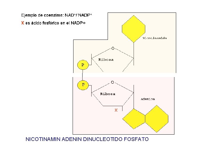 NICOTINAMIN ADENIN DINUCLEOTIDO FOSFATO 