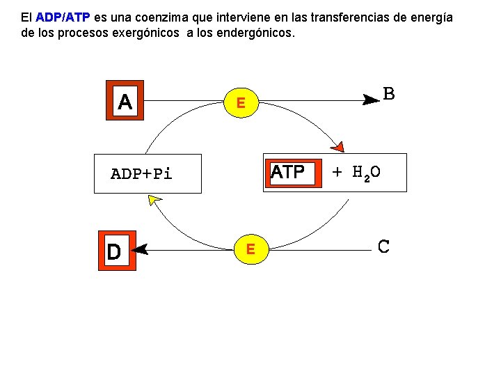 El ADP/ATP es una coenzima que interviene en las transferencias de energía de los