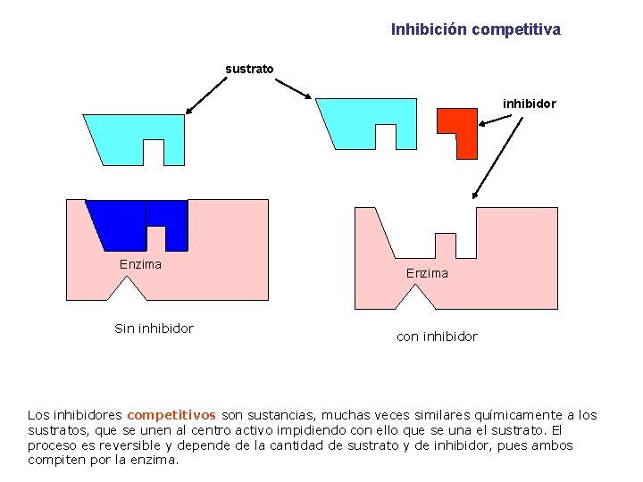 Inhibición competitiva sustrato inhibidor Enzima Sin inhibidor Enzima con inhibidor Los inhibidores competitivos son