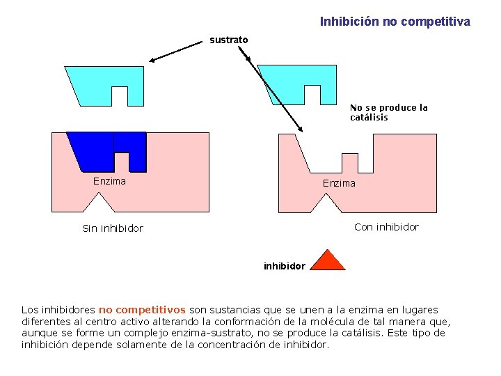 Inhibición no competitiva sustrato No se produce la catálisis Enzima Con inhibidor Sin inhibidor