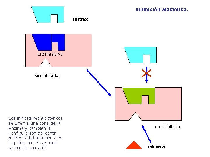 Inhibición alostérica. sustrato Enzima activa Sin inhibidor Enzima inactiva Los inhibidores alostéricos se unen
