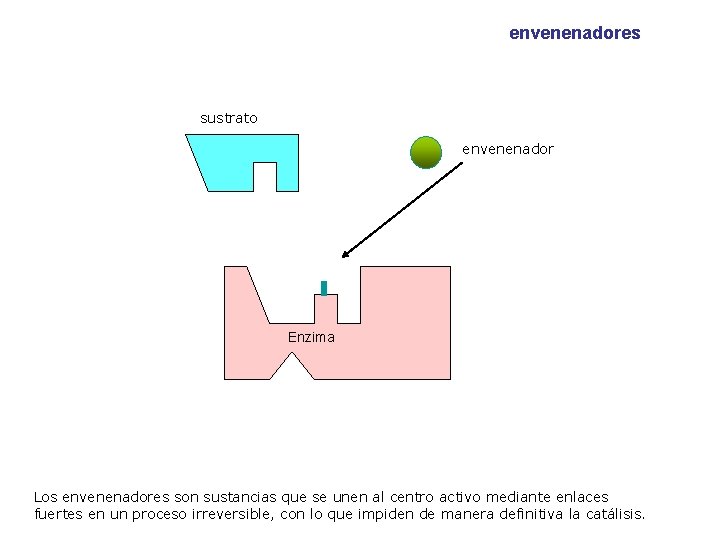 envenenadores sustrato envenenador Enzima Los envenenadores son sustancias que se unen al centro activo