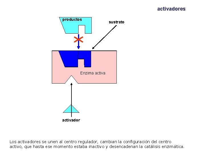 activadores productos sustrato Enzima inactiva Enzima activador Los activadores se unen al centro regulador,