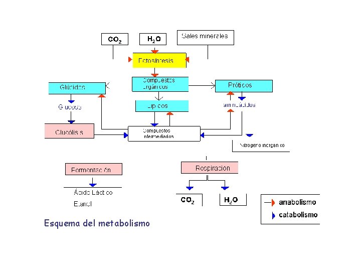 Esquema del metabolismo 