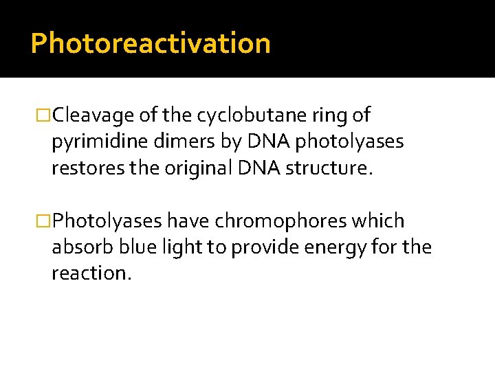 Photoreactivation �Cleavage of the cyclobutane ring of pyrimidine dimers by DNA photolyases restores the