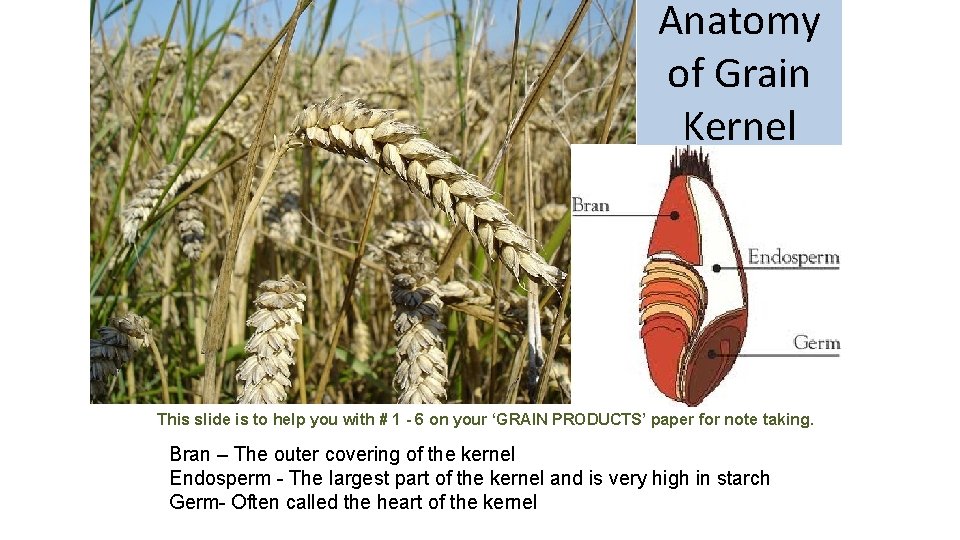 Anatomy of Grain Kernel This slide is to help you with # 1 -