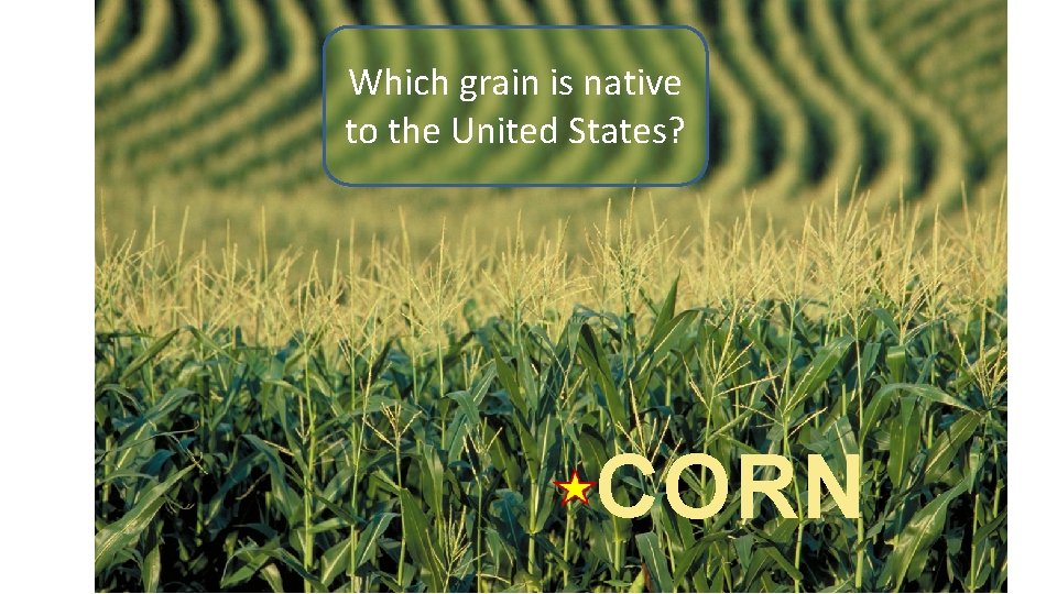 Which grain is native to the United States? CORN 