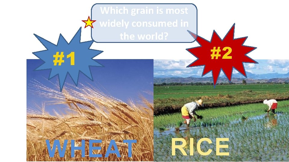 Which grain is most widely consumed in the world? #1 WHEAT #2 RICE 