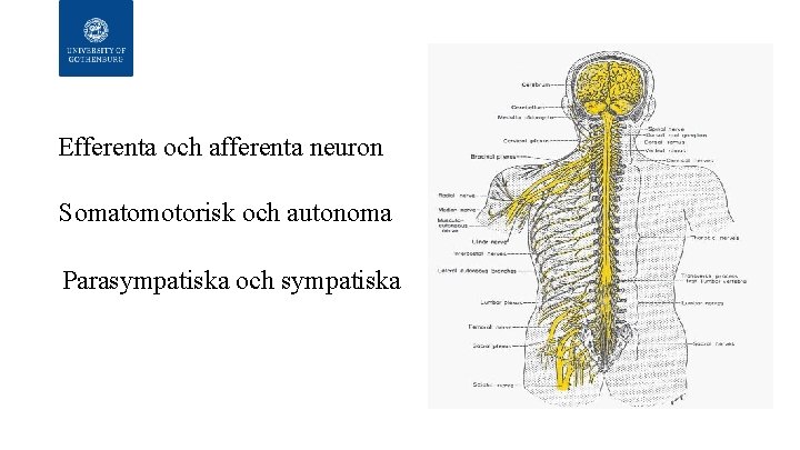Efferenta och afferenta neuron Somatomotorisk och autonoma Parasympatiska och sympatiska 