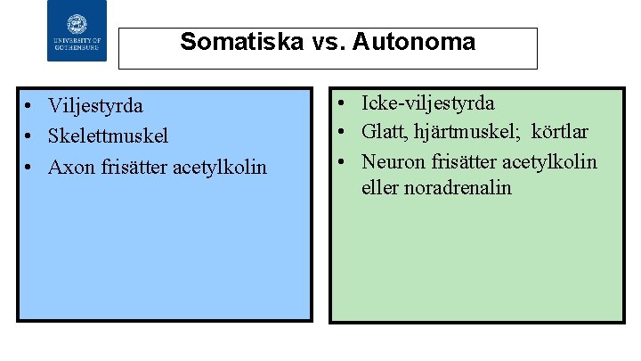 Somatiska vs. Autonoma • Viljestyrda • Skelettmuskel • Axon frisätter acetylkolin • Icke-viljestyrda •
