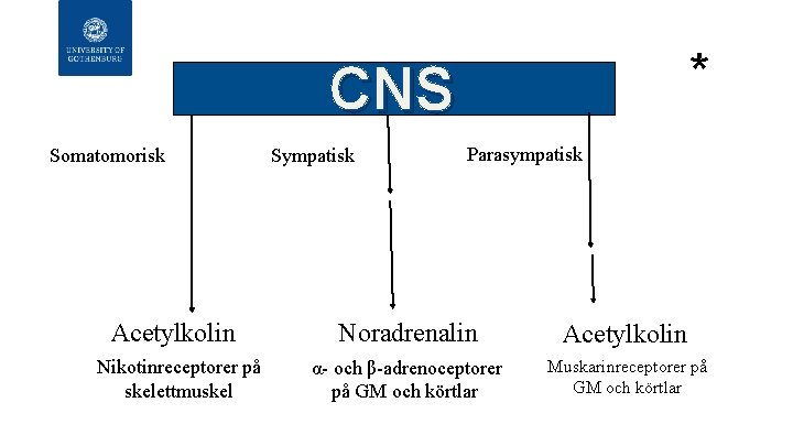 * CNS Somatomorisk Acetylkolin Nikotinreceptorer på skelettmuskel Sympatisk Parasympatisk Noradrenalin Acetylkolin α- och β-adrenoceptorer