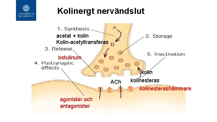 Kolinergt nervändslut acetat + kolin Kolin-acetyltransferas botulinum ACh kolinesterashämmare agonister och antagonister 