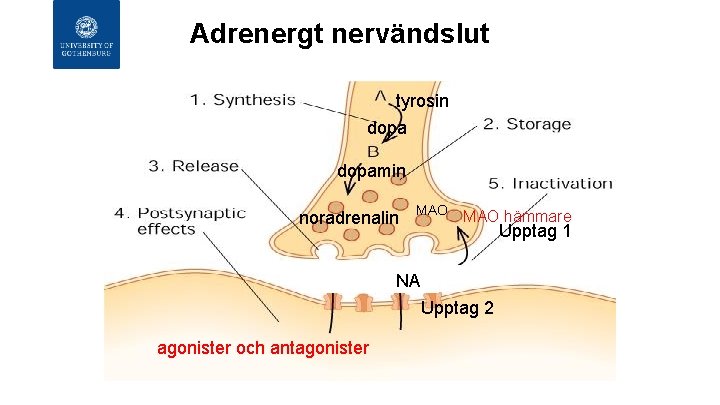 Adrenergt nervändslut tyrosin dopamin noradrenalin MAO hämmare Upptag 1 NA Upptag 2 agonister och