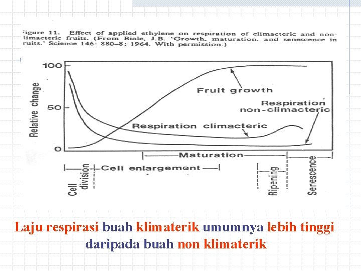Laju respirasi buah klimaterik umumnya lebih tinggi daripada buah non klimaterik Laju respirasi buah klimaterik umumnya lebih tinggi daripada buah non klimaterik