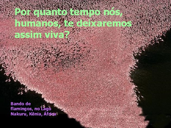 Por quanto tempo nós, humanos, te deixaremos assim viva? Bando de flamingos, no Lago