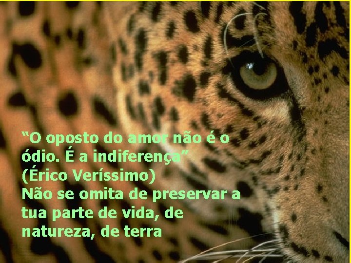 “O oposto do amor não é o ódio. É a indiferença” (Érico Veríssimo) Não