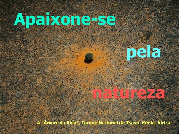 Apaixone-se pela natureza A “Árvore da Vida”, Parque Nacional de Tsavo, Kênia, África 