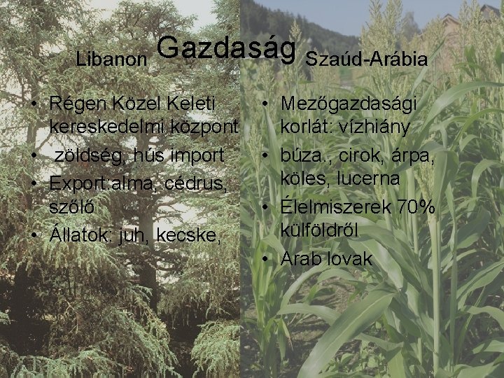 Libanon Gazdaság Szaúd-Arábia • Régen Közel Keleti kereskedelmi központ • zöldség, hús import •