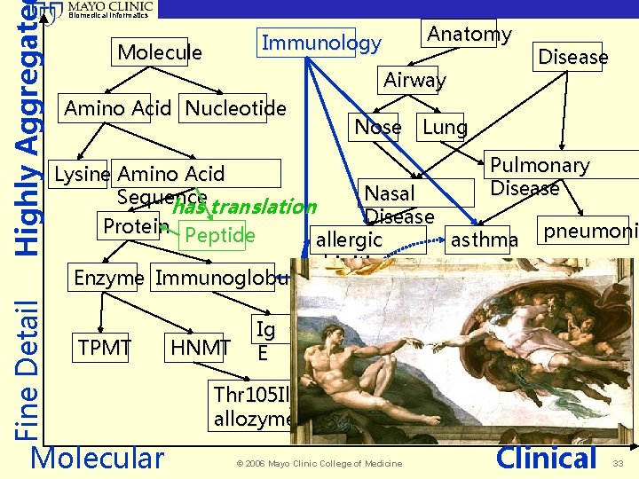 Highly Aggregate Fine Detail Biomedical Informatics Anatomy Immunology Molecule Airway Amino Acid Nucleotide Disease