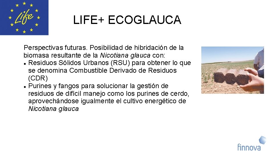 LIFE+ ECOGLAUCA Perspectivas futuras. Posibilidad de hibridación de la biomasa resultante de la Nicotiana