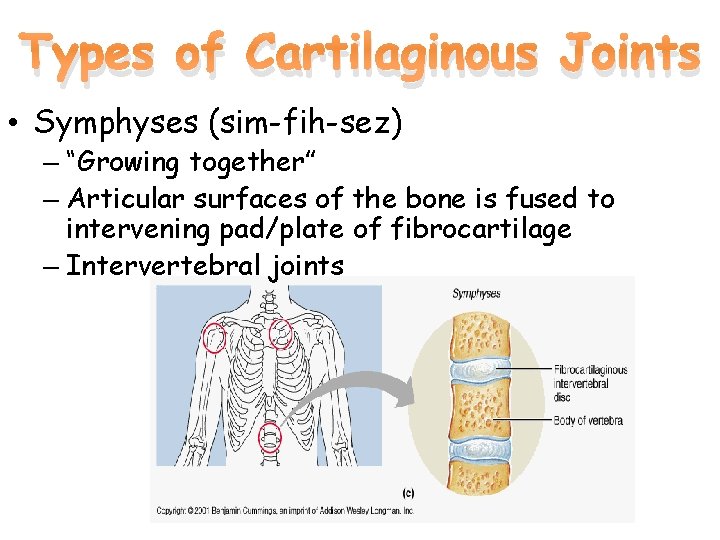 Types of Cartilaginous Joints • Symphyses (sim-fih-sez) – “Growing together” – Articular surfaces of
