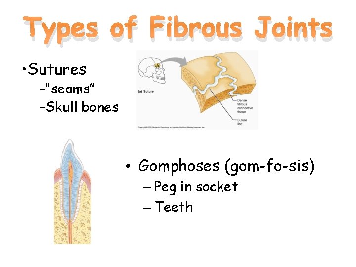 Types of Fibrous Joints • Sutures –“seams” –Skull bones • Gomphoses (gom-fo-sis) – Peg