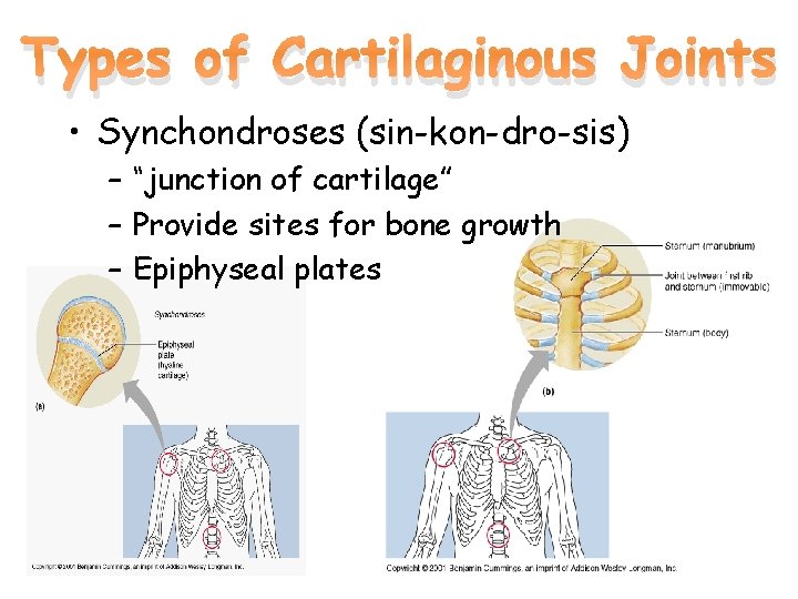 Types of Cartilaginous Joints • Synchondroses (sin-kon-dro-sis) – “junction of cartilage” – Provide sites