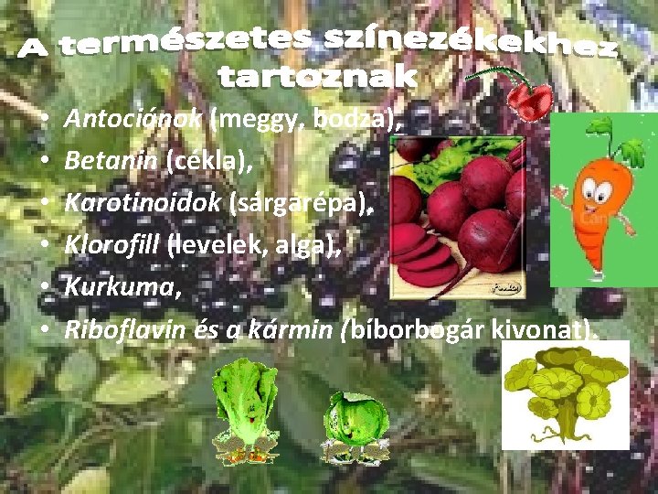  • • • Antociánok (meggy, bodza), Betanin (cékla), Karotinoidok (sárgarépa), Klorofill (levelek, alga),