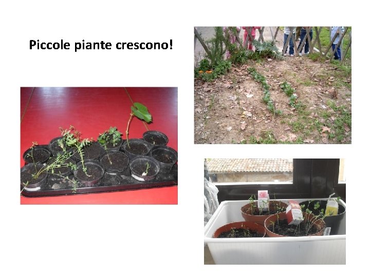 Piccole piante crescono! 