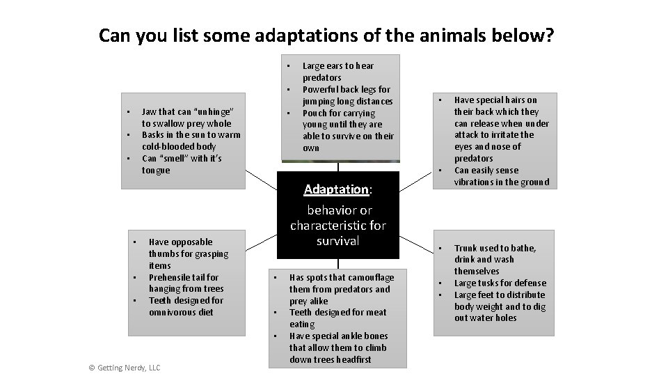 Can you list some adaptations of the animals below? • • Jaw that can