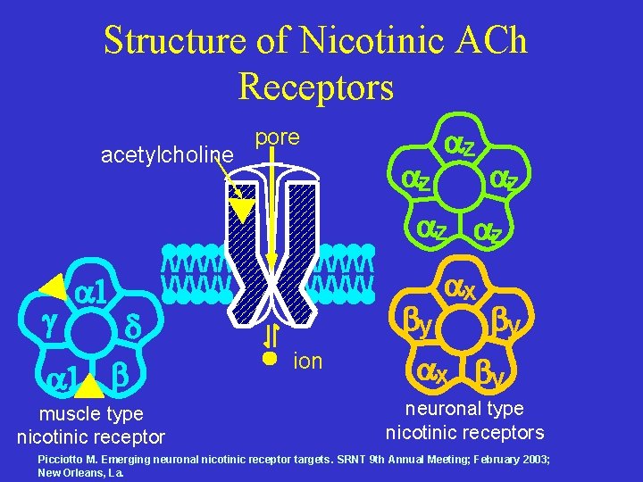Structure of Nicotinic ACh Receptors acetylcholine pore z z z muscle type nicotinic receptor