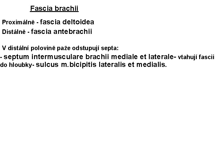 Fascia brachii • Proximálně - fascia deltoidea • Distálně - fascia antebrachii • V