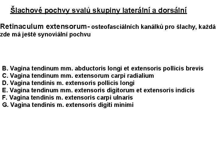 Šlachové pochvy svalů skupiny laterální a dorsální Retinaculum extensorum- osteofasciálních kanálků pro šlachy, každá