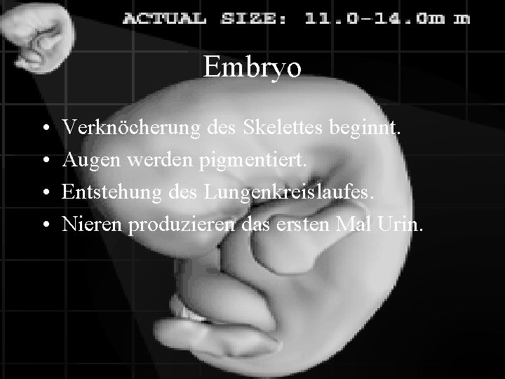 Embryo • • Verknöcherung des Skelettes beginnt. Augen werden pigmentiert. Entstehung des Lungenkreislaufes. Nieren
