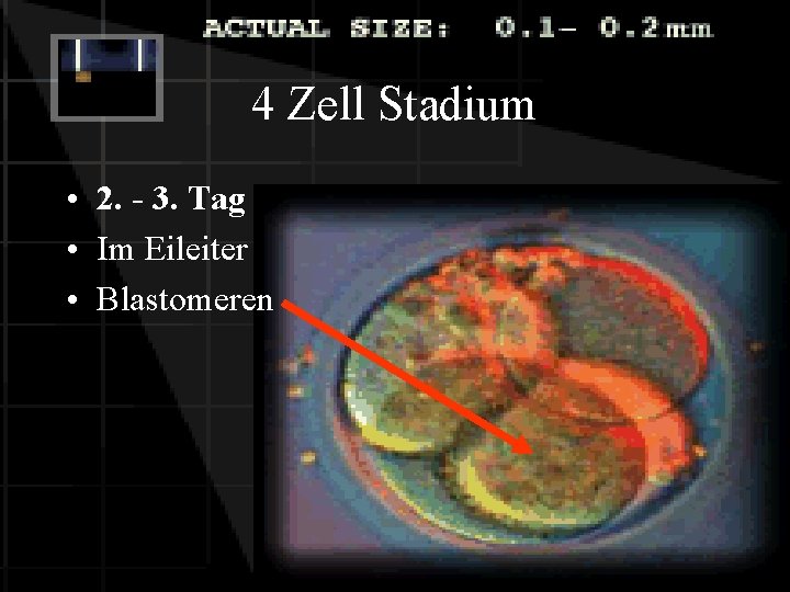 4 Zell Stadium • 2. - 3. Tag • Im Eileiter • Blastomeren 