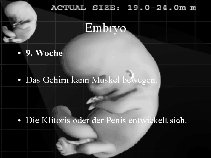 Embryo • 9. Woche • Das Gehirn kann Muskel bewegen. • Die Klitoris oder