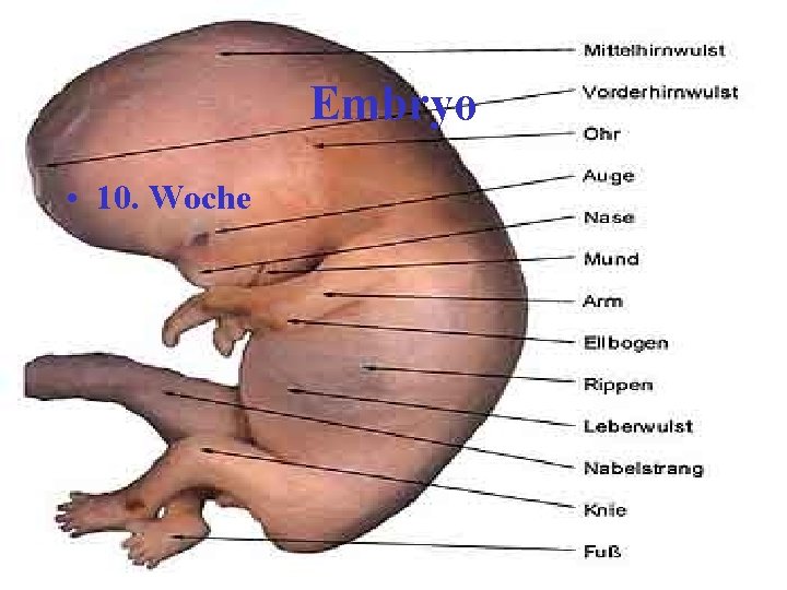 Embryo • 10. Woche 