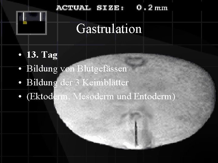 Gastrulation • • 13. Tag Bildung von Blutgefässen Bildung der 3 Keimblätter (Ektoderm, Mesoderm