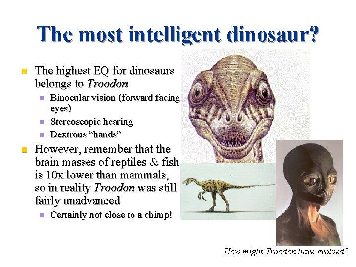 The most intelligent dinosaur? n The highest EQ for dinosaurs belongs to Troodon n