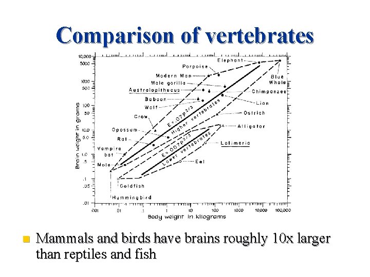 Comparison of vertebrates n Mammals and birds have brains roughly 10 x larger than