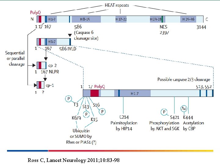 Ross C, Lancet Neurology 2011; 10: 83 -98 