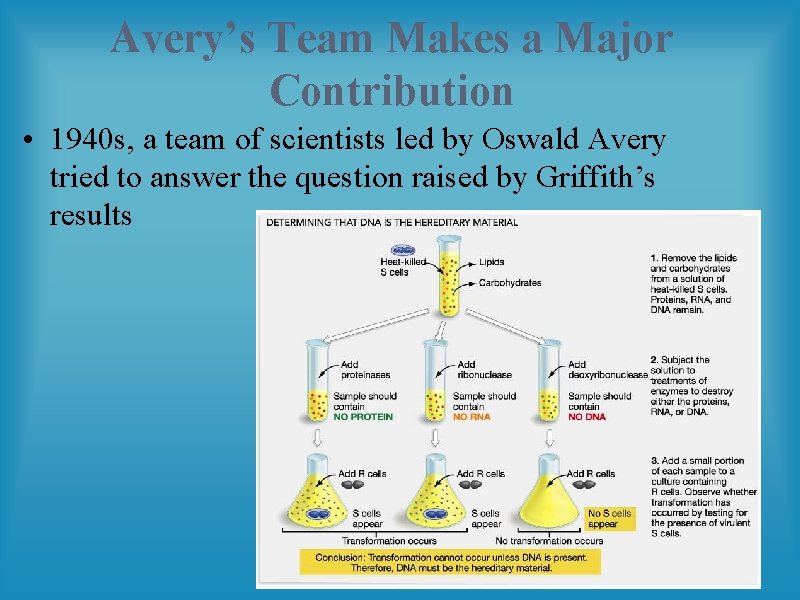 Avery’s Team Makes a Major Contribution • 1940 s, a team of scientists led