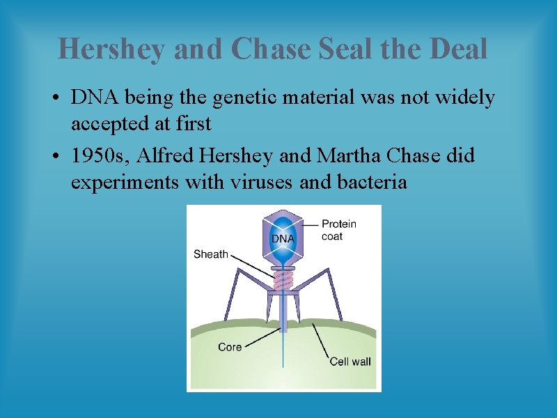 Hershey and Chase Seal the Deal • DNA being the genetic material was not