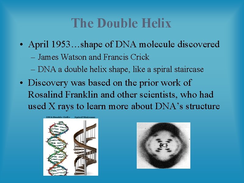 The Double Helix • April 1953…shape of DNA molecule discovered – James Watson and