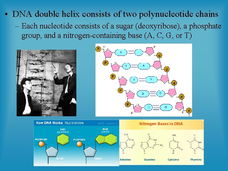  • DNA double helix consists of two polynucleotide chains – Each nucleotide consists