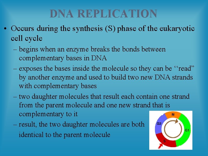 DNA REPLICATION • Occurs during the synthesis (S) phase of the eukaryotic cell cycle