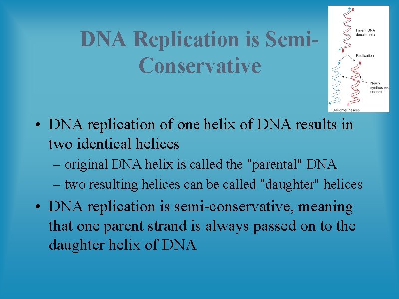 DNA Replication is Semi. Conservative • DNA replication of one helix of DNA results