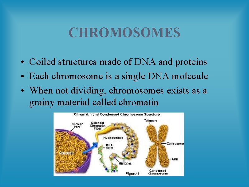 CHROMOSOMES • Coiled structures made of DNA and proteins • Each chromosome is a