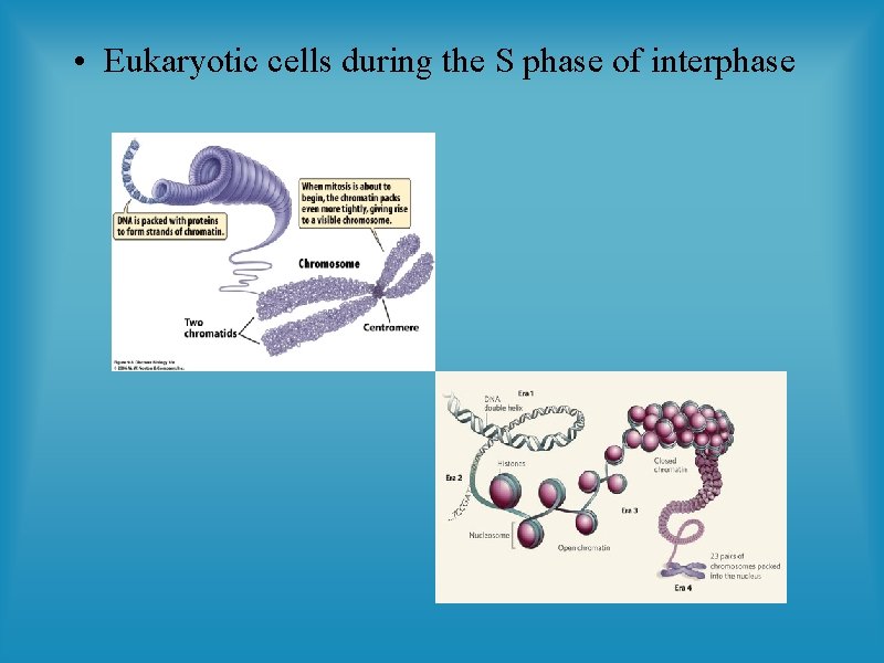  • Eukaryotic cells during the S phase of interphase 