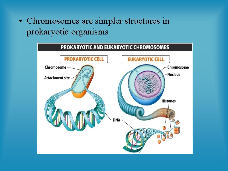  • Chromosomes are simpler structures in prokaryotic organisms 